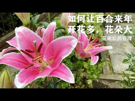 百合花是完全花嗎